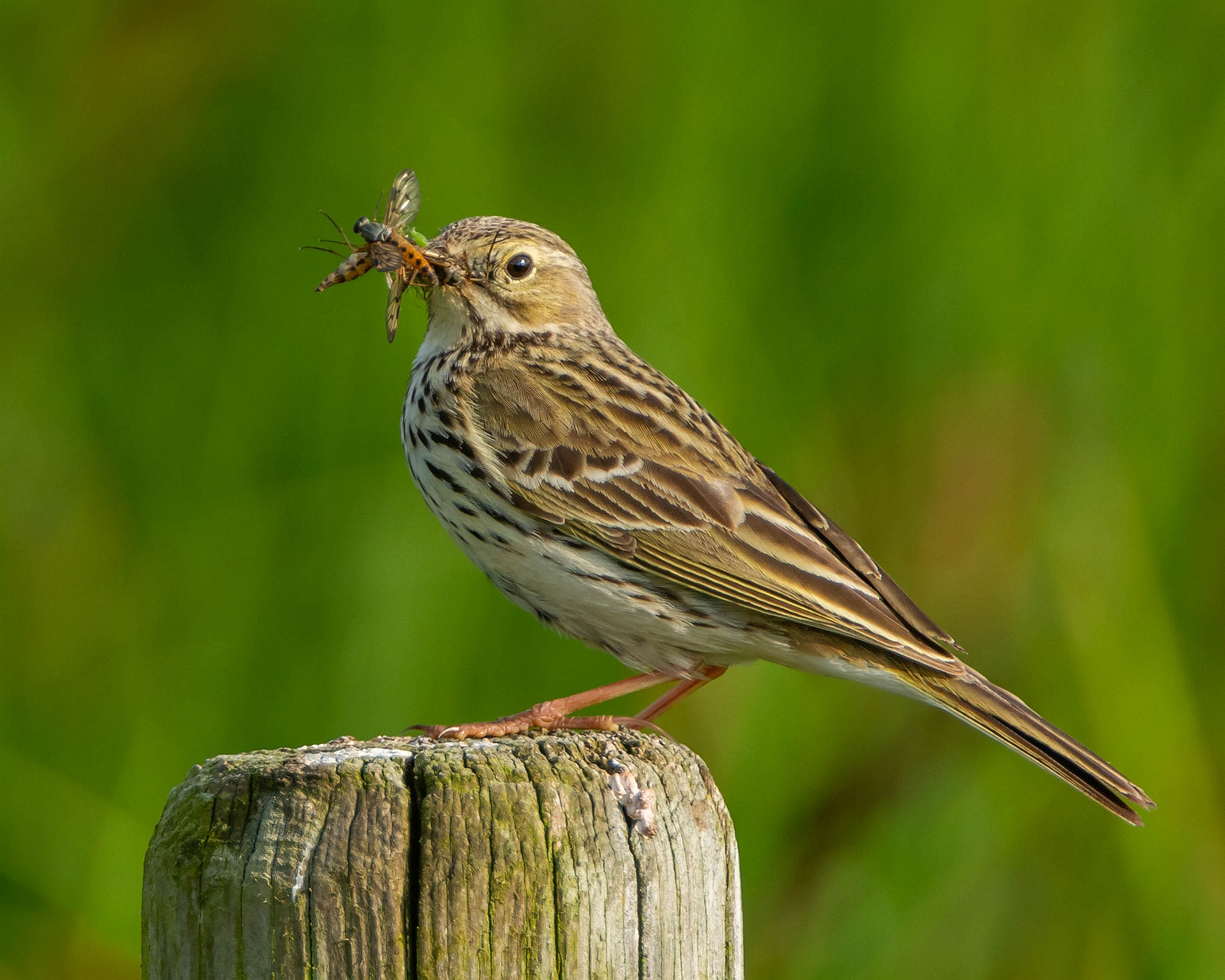 Anthus pratensis