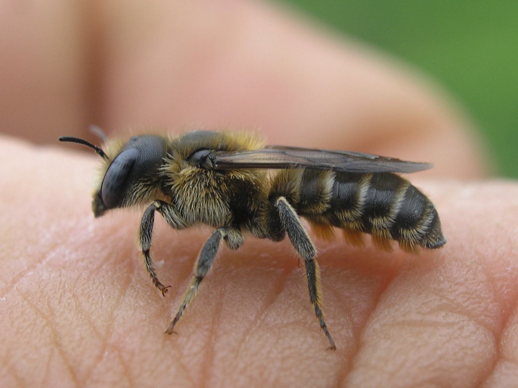 Hoplitis tridentata