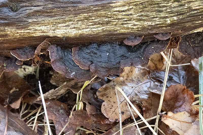 Hymenochaete rubiginosa