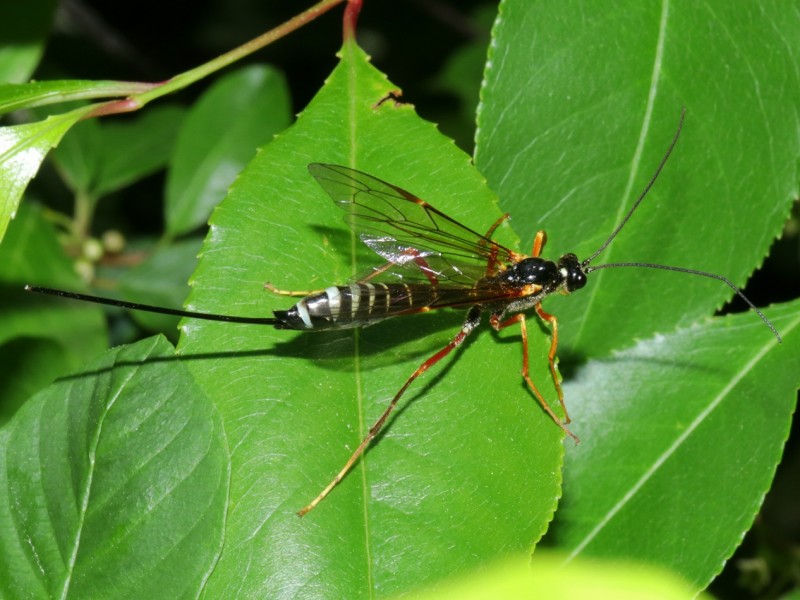 Coleocentrus excitator