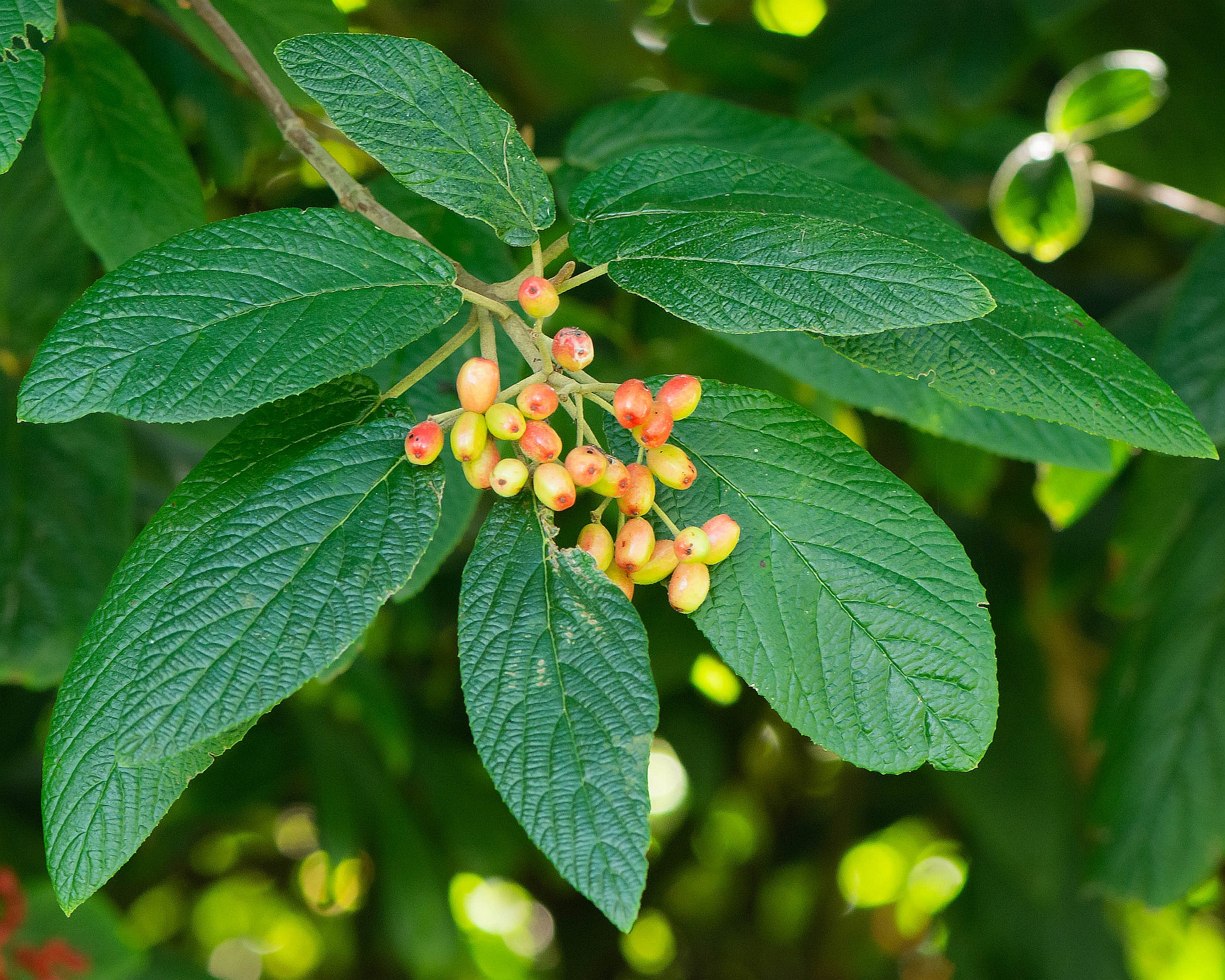 Viburnum rhytidophyllum