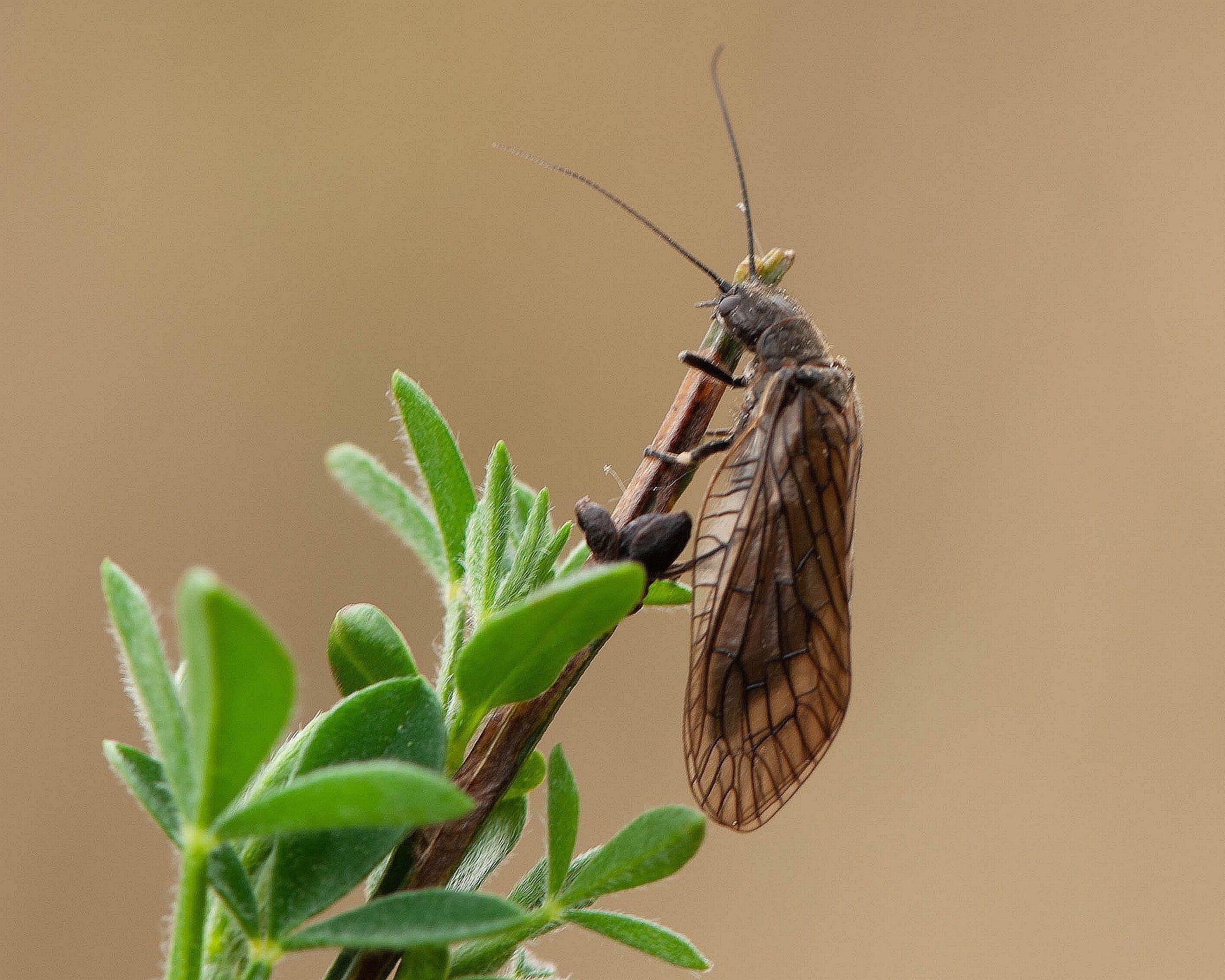 Sialis lutaria