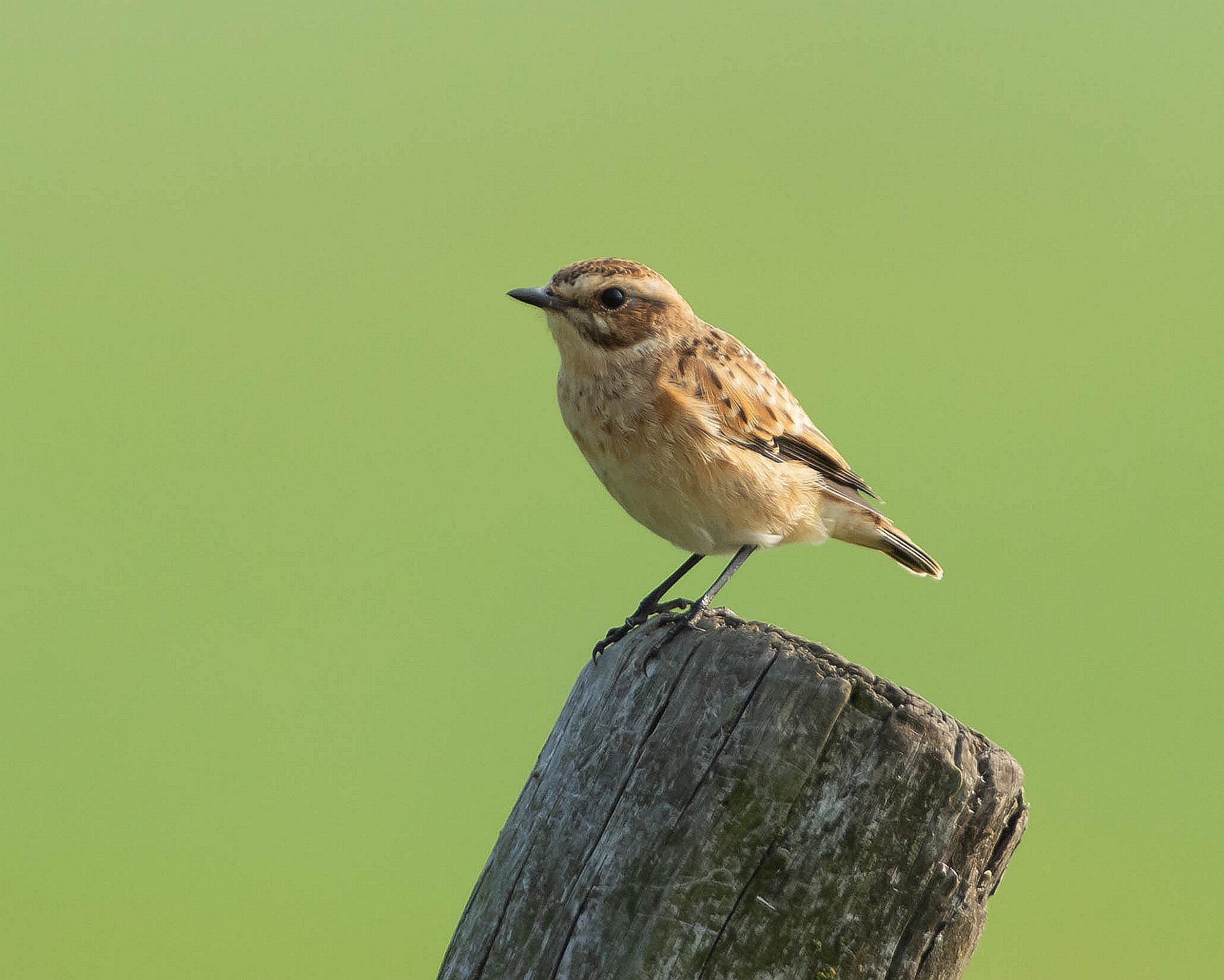 Saxicola rubetra