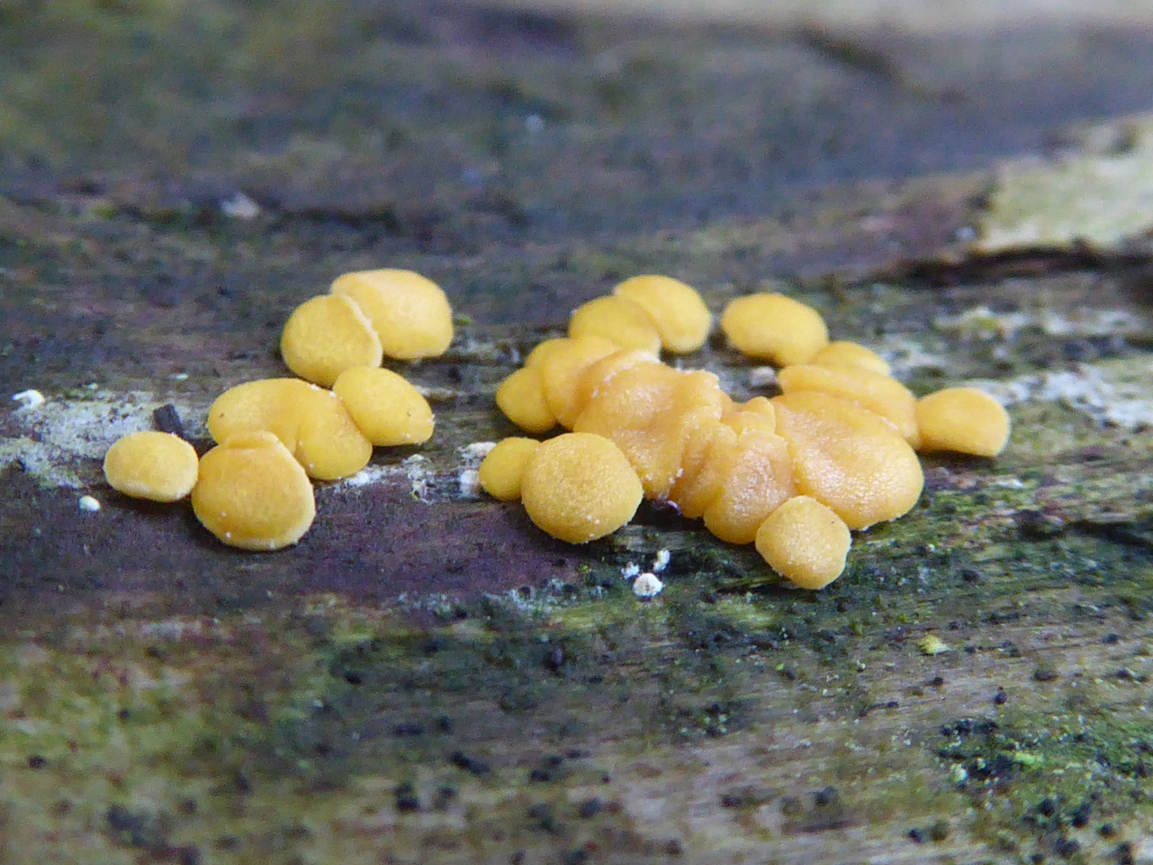 Hypocrea aureoviridis