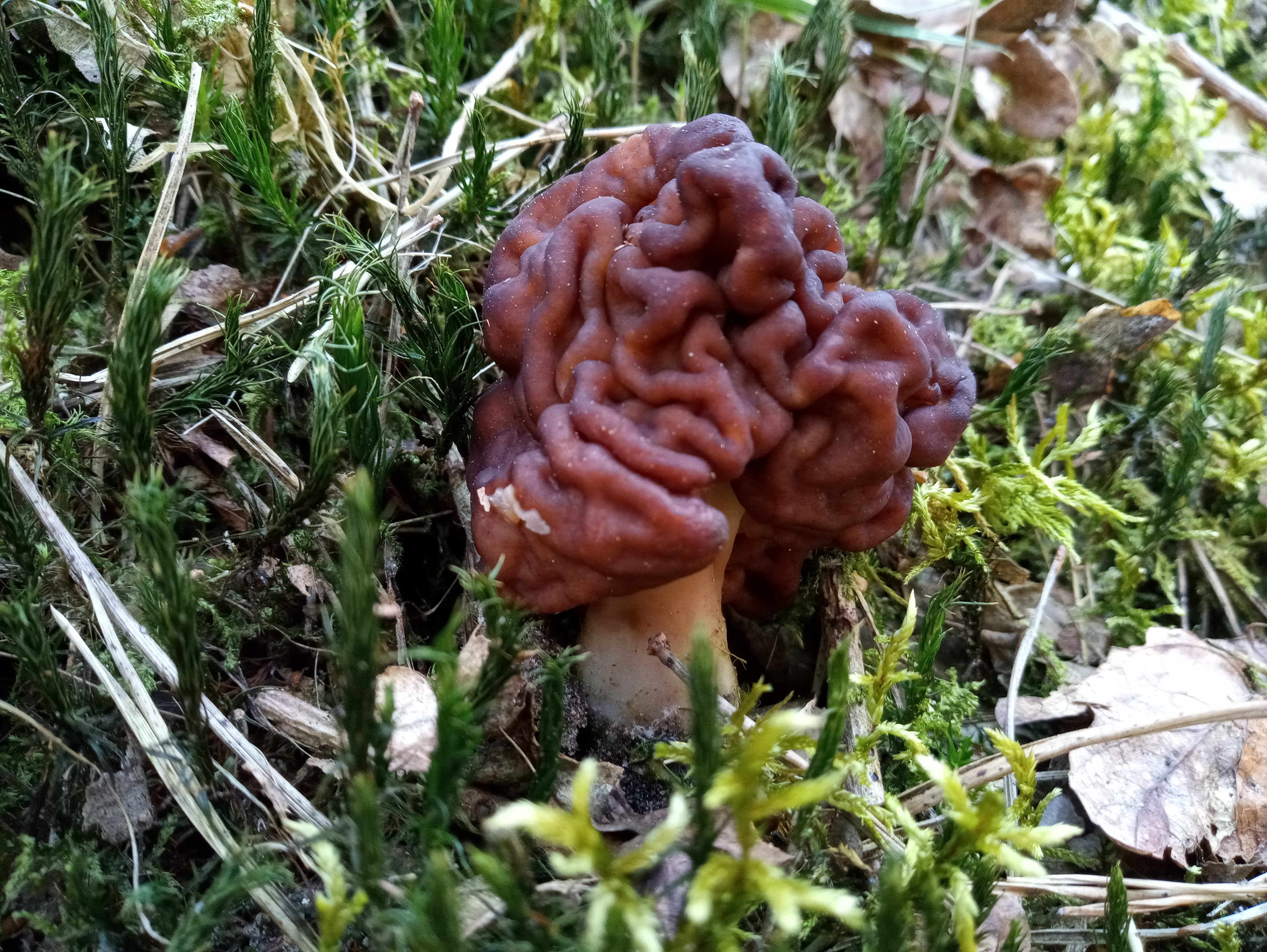 Discina ancilis