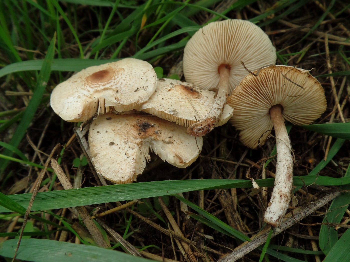 Lepiota cristata