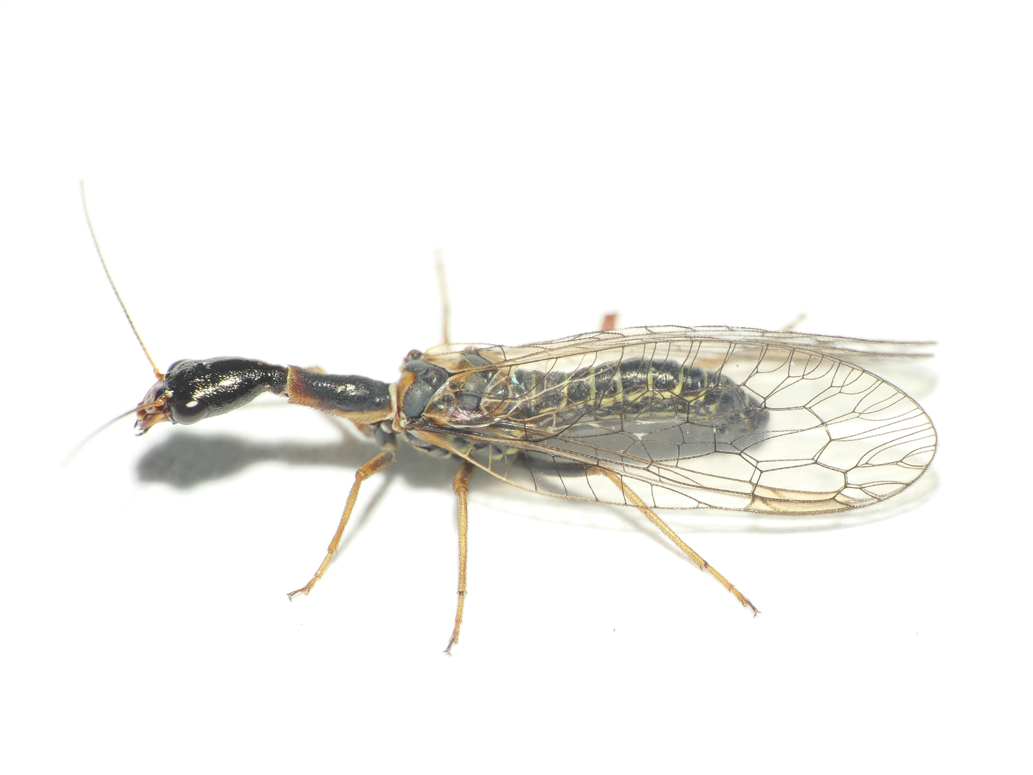 Subilla confinis