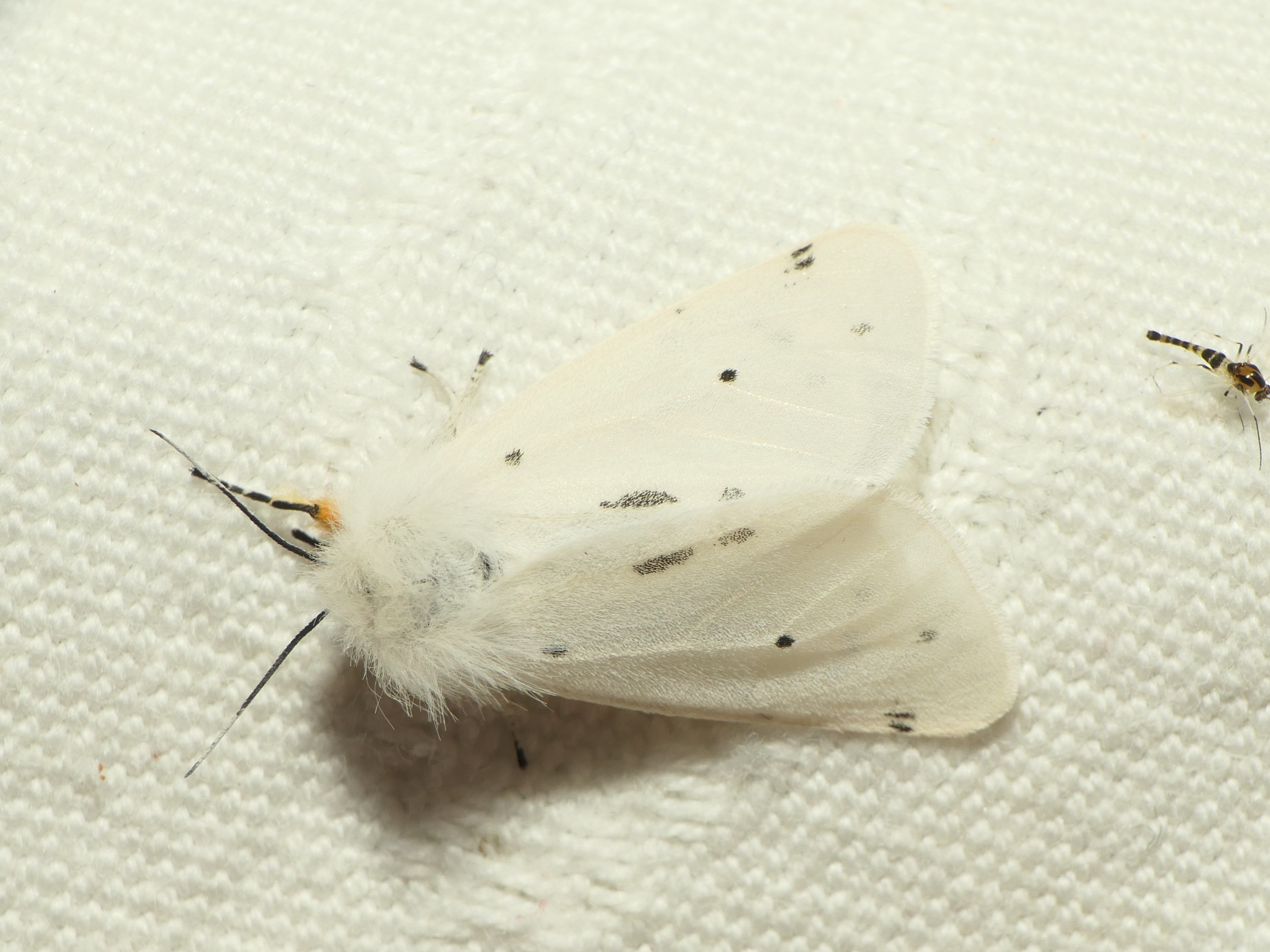 Diaphora mendica