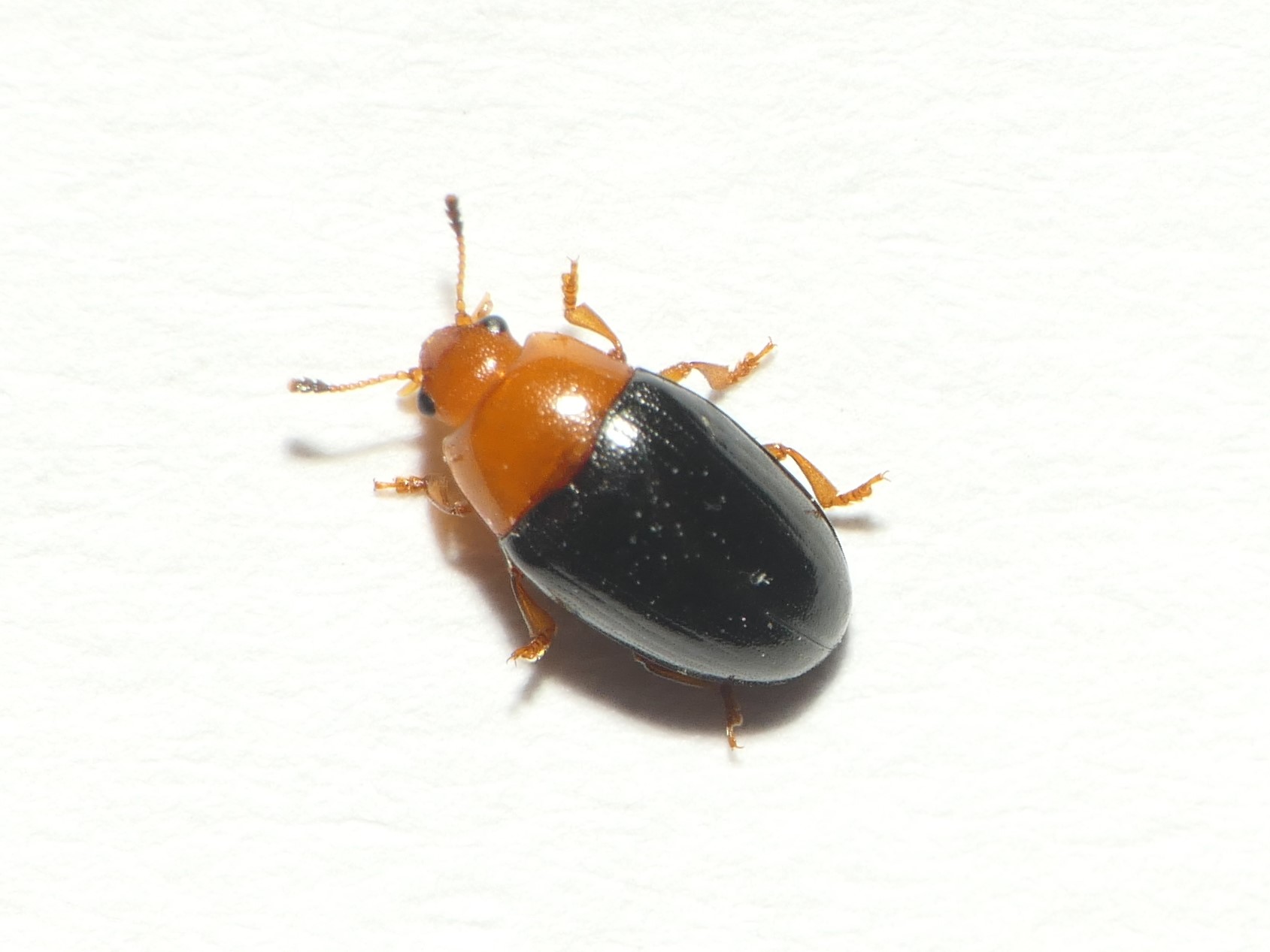 Triplax rufipes