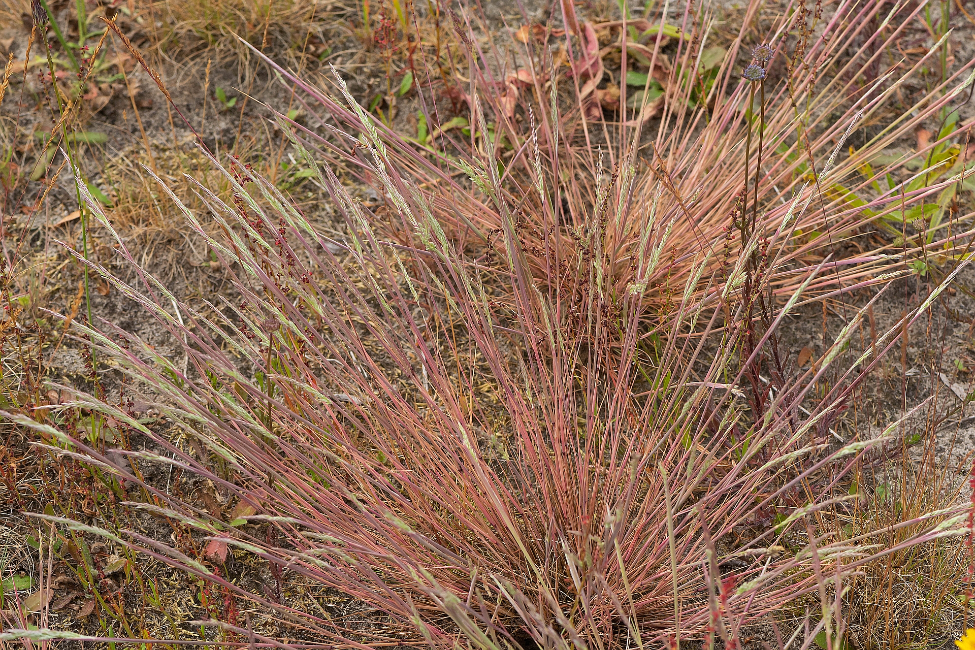 Corynephorus canescens