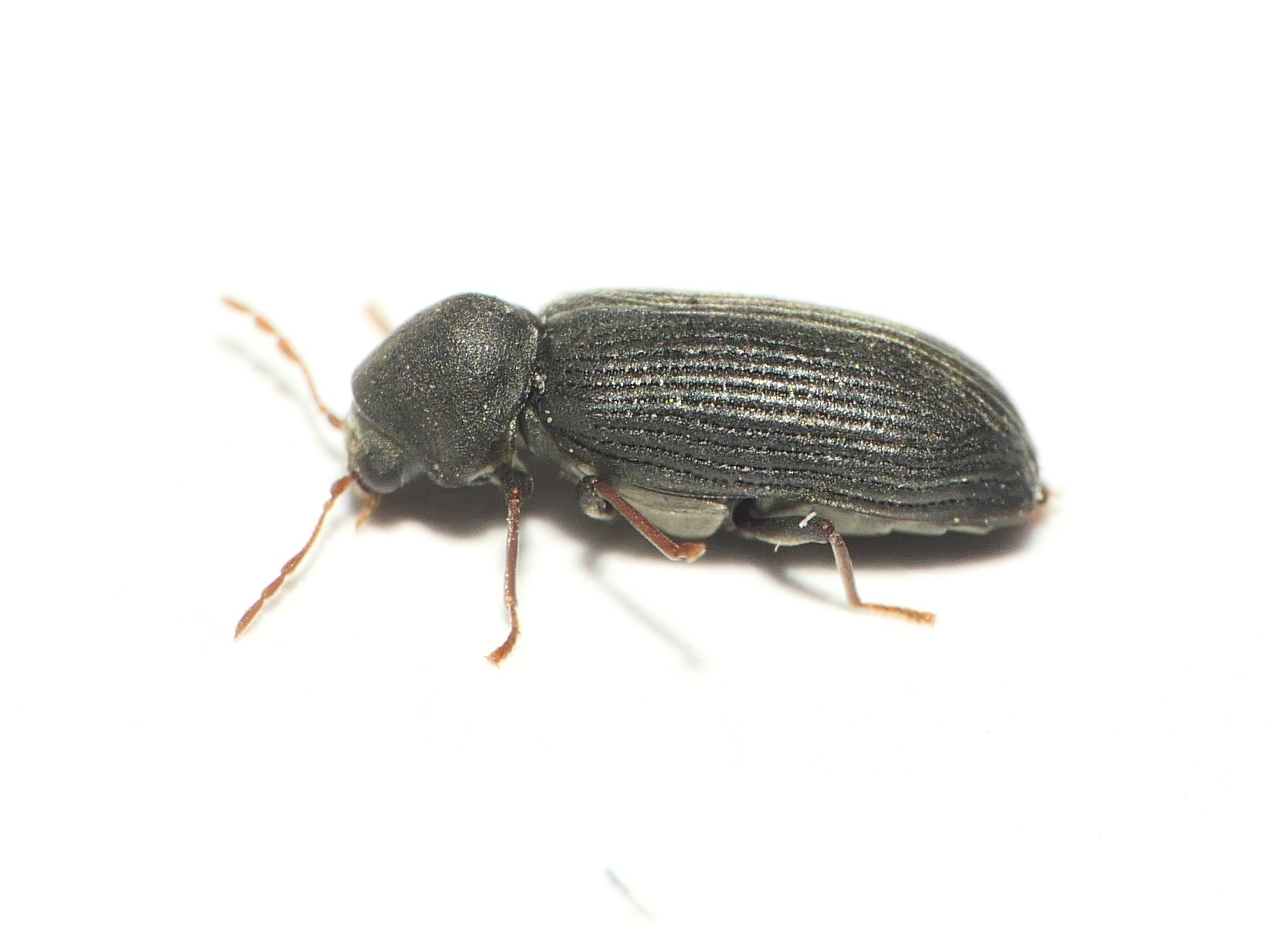 Anobium fulvicorne