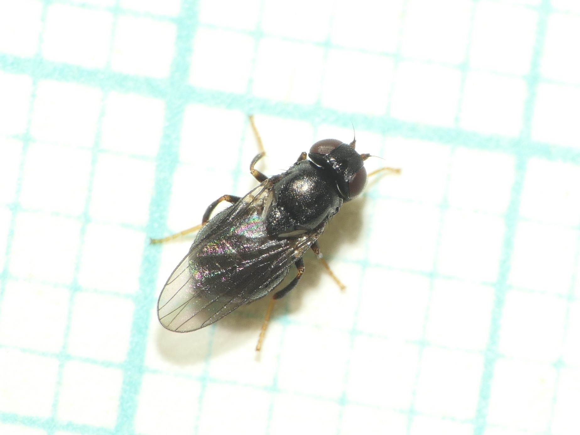 Cryptonevra flavitarsis