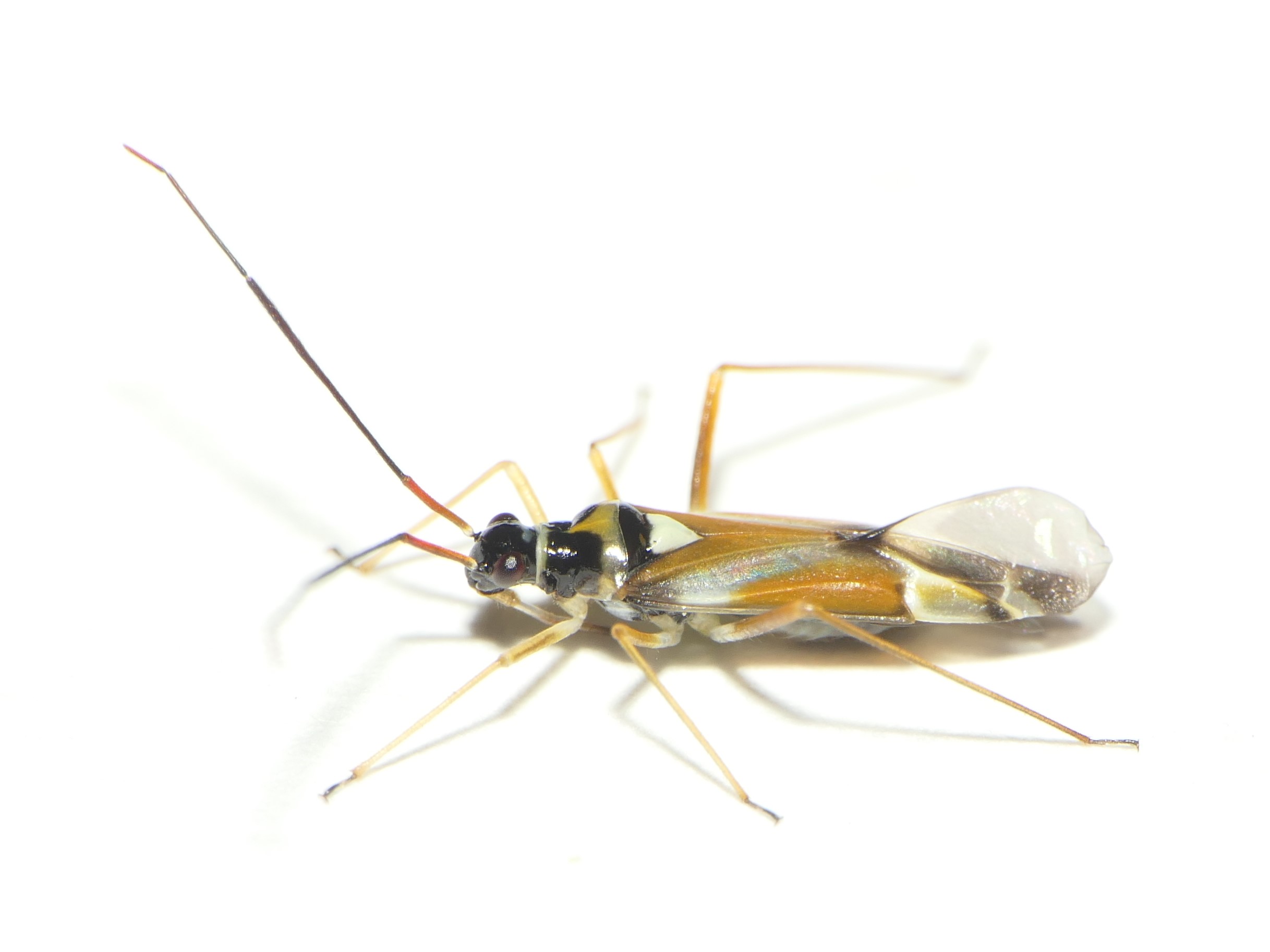 Cyllecoris histrionius