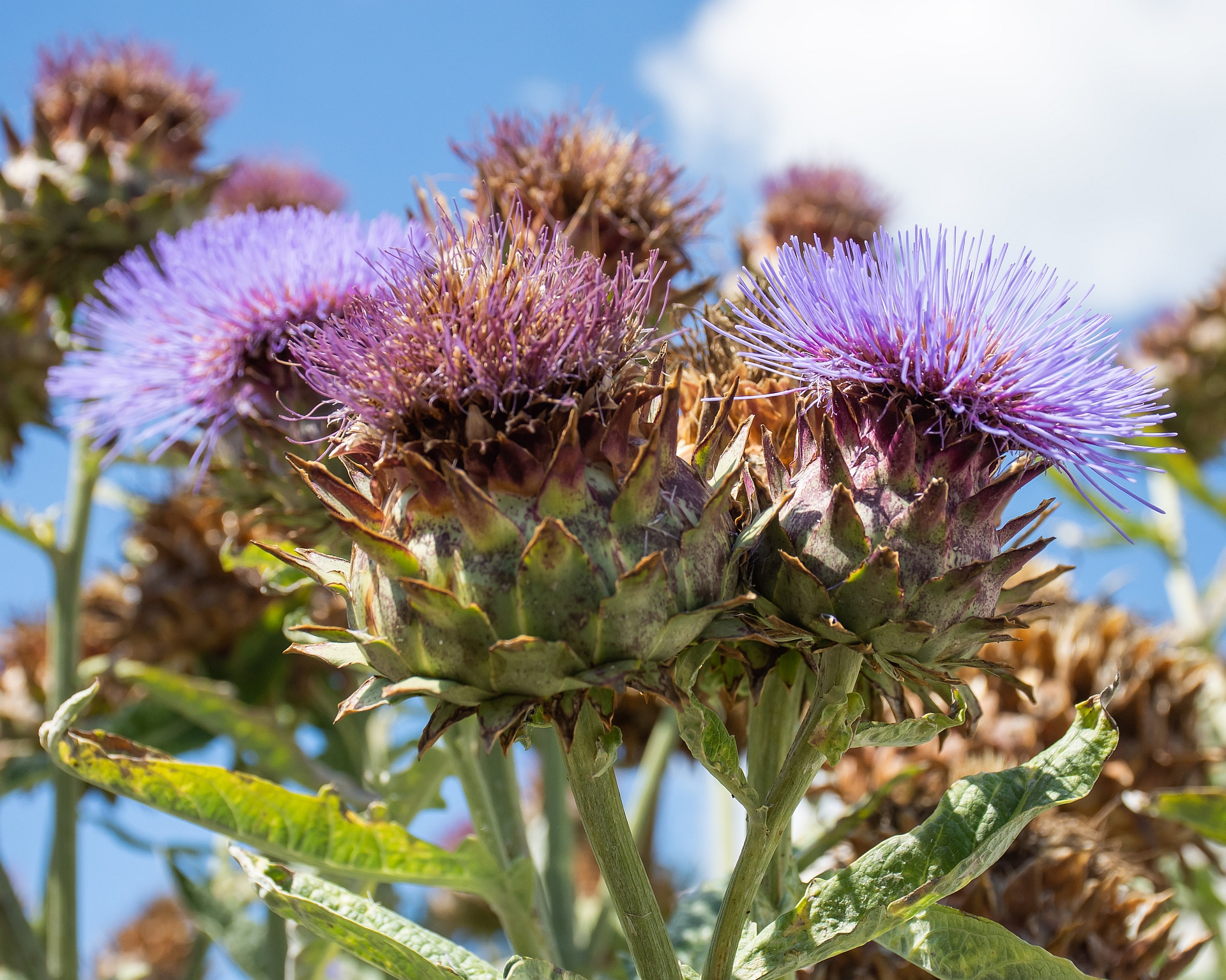Cynara cardunculus