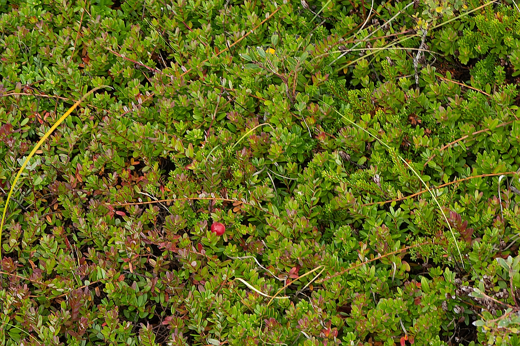 Vaccinium macrocarpon