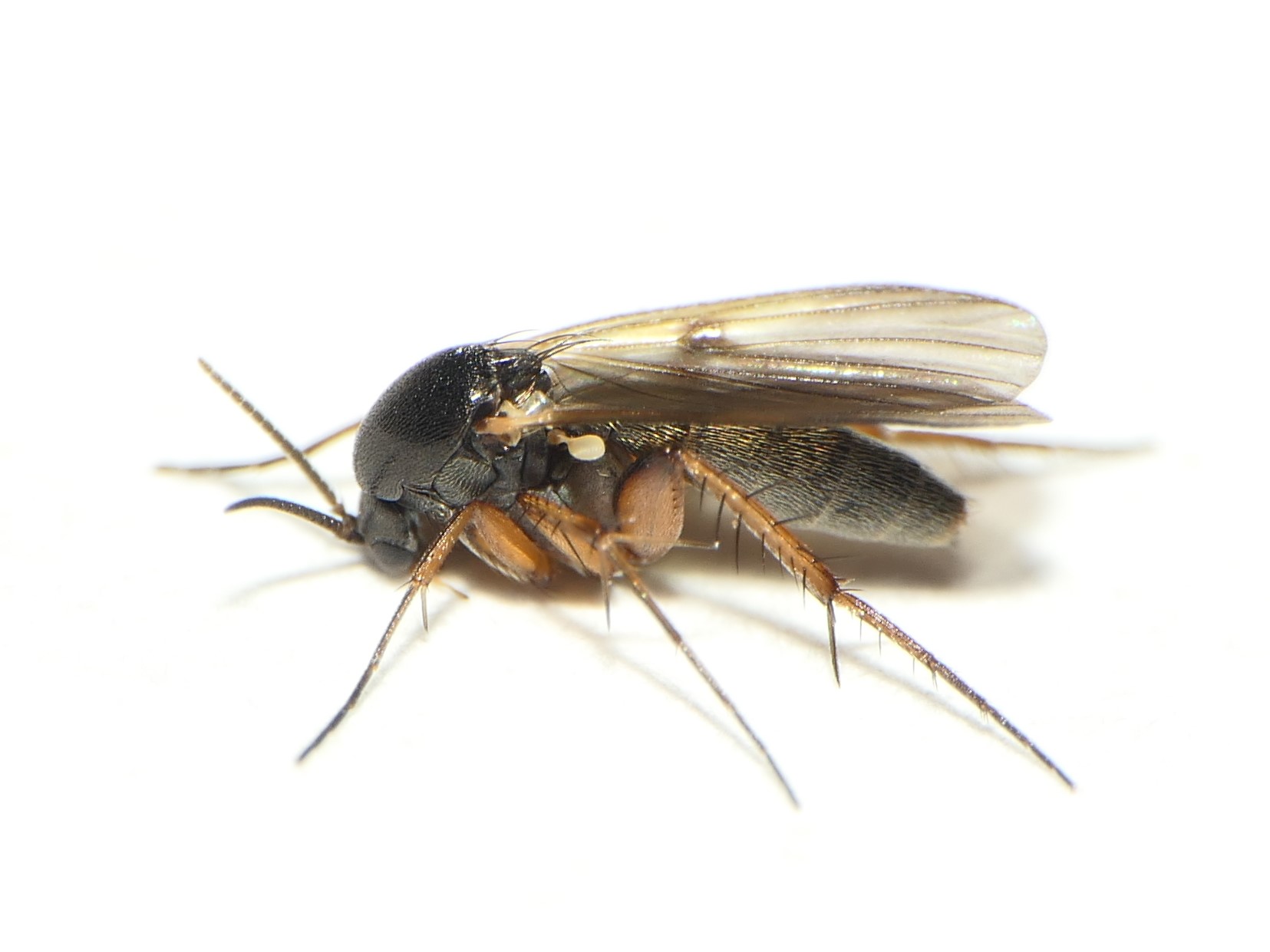 Platurocypta testata