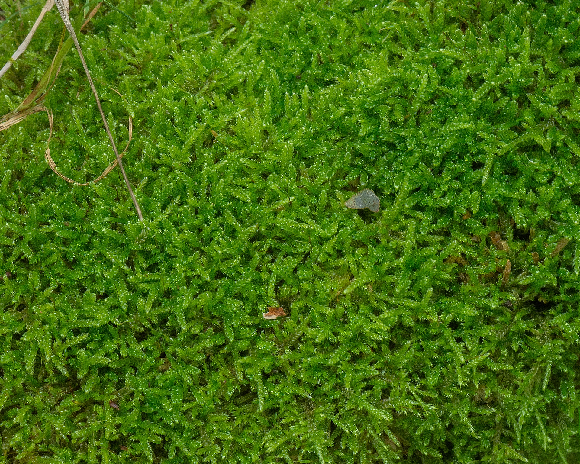 Hypnum cupressiforme