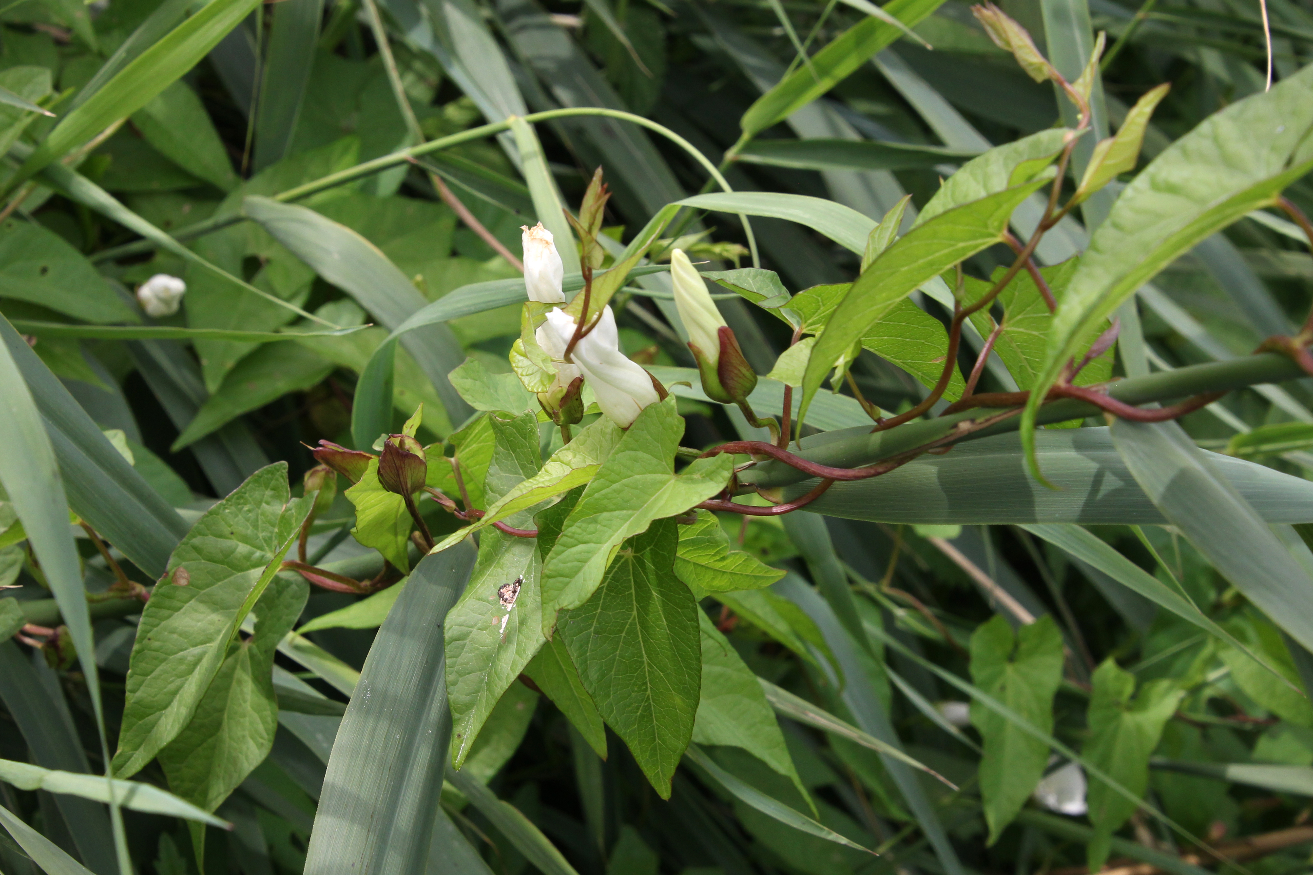Convolvulus sepium