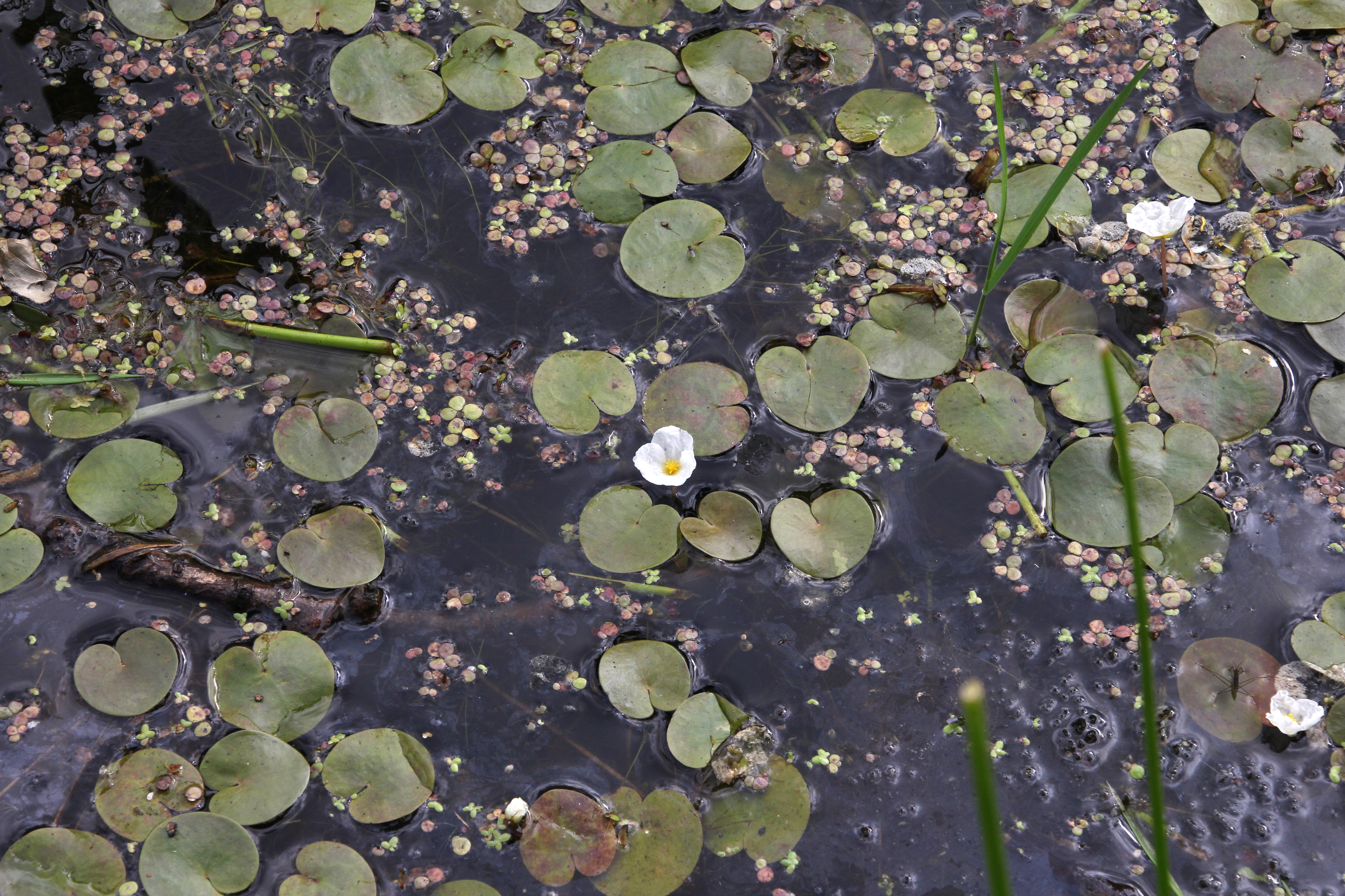 Hydrocharis morsus-ranae