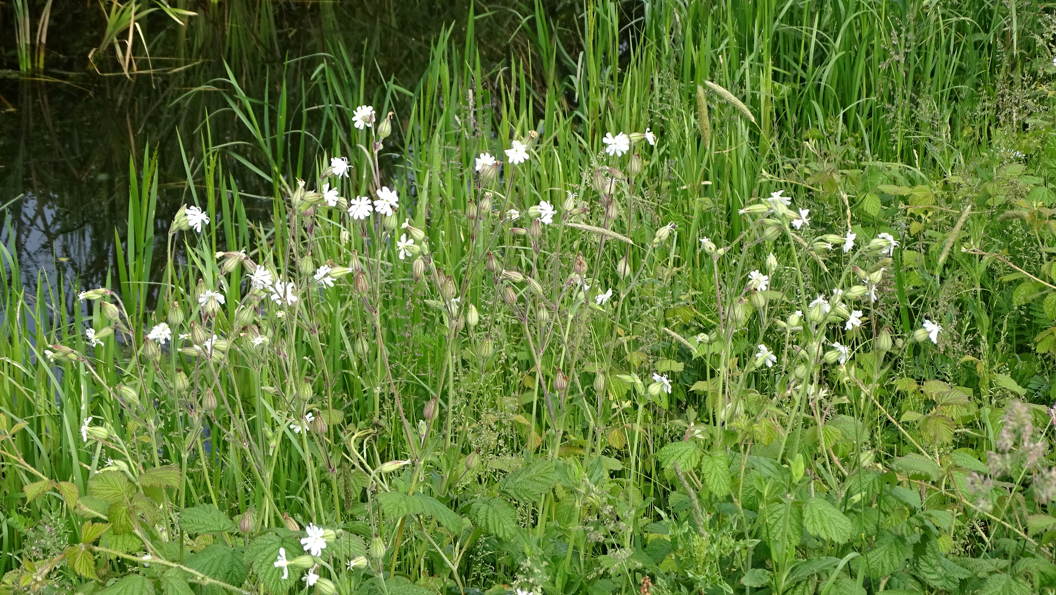 Silene latifolia alba