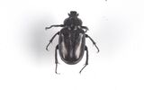 NCB Naturalis