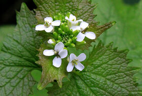 Foto Annemieke Hoozemans
