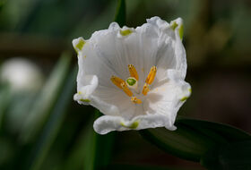 Foto Hans Adema