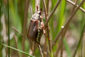 Foto Kees Venneker