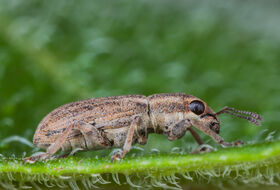 Foto Maries Elemans