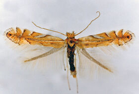 Foto Ab H. Baas