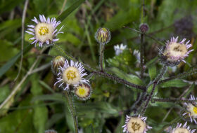 Foto Piet J. Ashouwer
