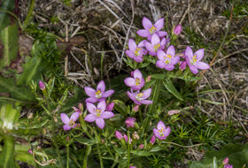 Foto Piet J. Ashouwer