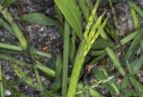 Foto Piet J. Ashouwer