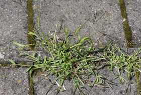 Foto Piet J. Ashouwer