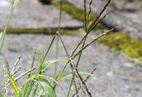 Foto Piet J. Ashouwer