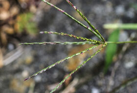 Foto Piet J. Ashouwer