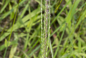 Foto Piet J. Ashouwer