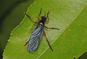 Foto Ab H. Baas