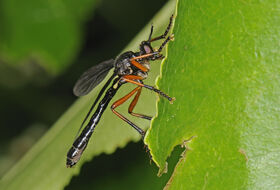 Foto Ab H. Baas