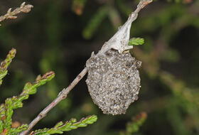 Foto Ab H. Baas
