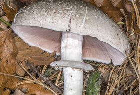 Foto Piet J. Ashouwer