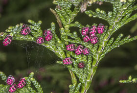 Foto Piet J. Ashouwer