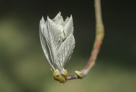 Foto Piet J. Ashouwer