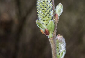 Foto Piet J. Ashouwer