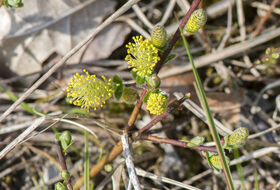 Foto Piet J. Ashouwer