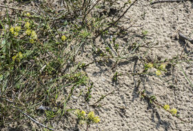 Foto Piet J. Ashouwer