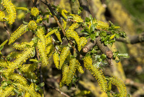 Foto Piet J. Ashouwer
