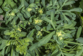 Foto Piet J. Ashouwer