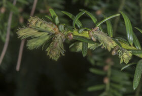 Foto Piet J. Ashouwer
