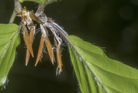 Foto Piet J. Ashouwer